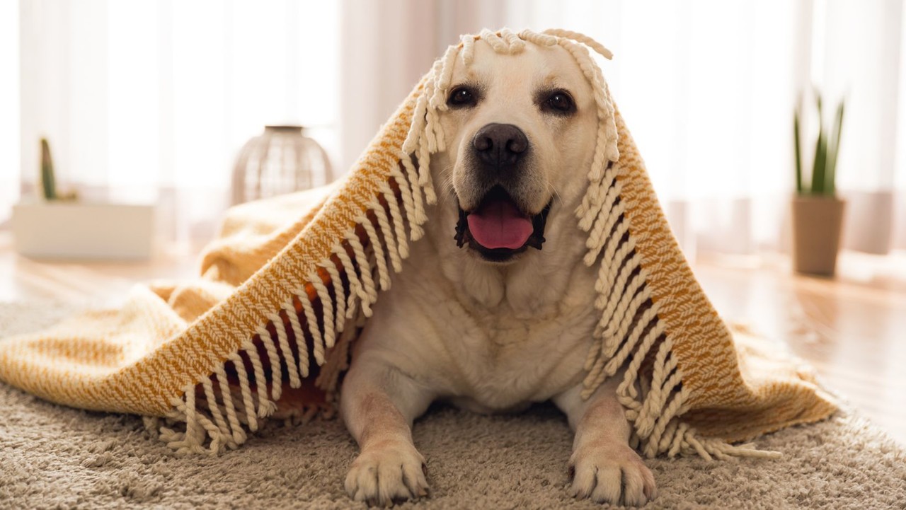 Es importante proteger a las mascotas de las bajas temperaturas. (Fotografía: Canva)