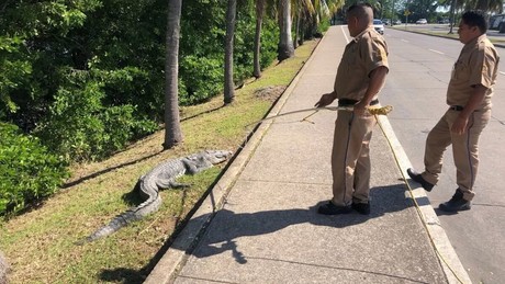 Tampico: 'Juancho' causa alarma y es capturado fuera de su hábitat