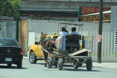 Ciudad Madero pondrá fin al maltrato de caballos; carretoneros tendrán reglamento