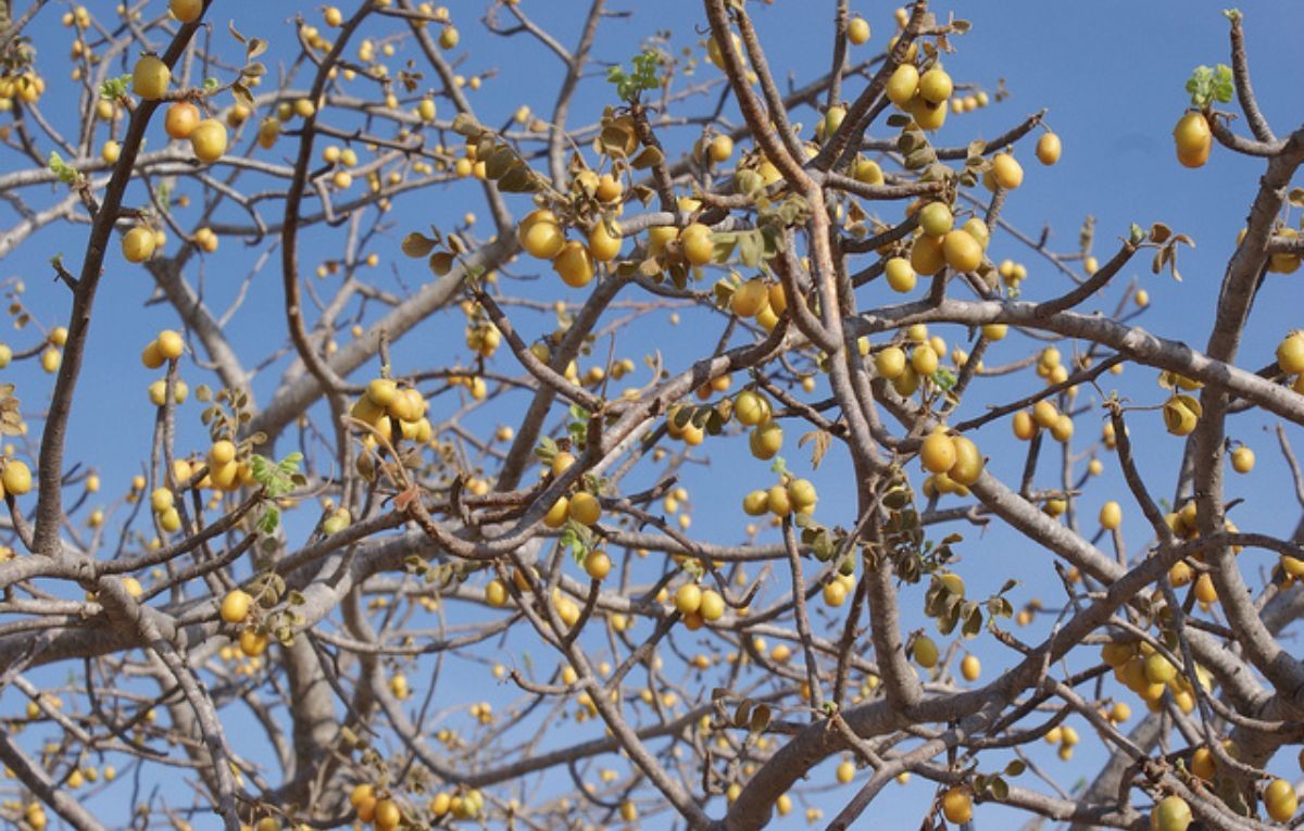 El ciruelo del monte, árbol endémico de Baja California Sur, produce las conocidas ciruelas del Mogote.  Foto: Sudcalifornianos.com