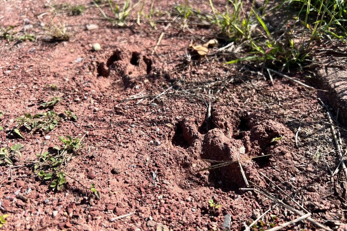 Huellas del presunto animal que ha atacado al ganado en la periferia de Ciudad Victoria. Foto: Daniel Espinoza