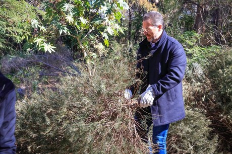 Adrián de la Garza encabeza el inicio de la recolección de pinos navideños