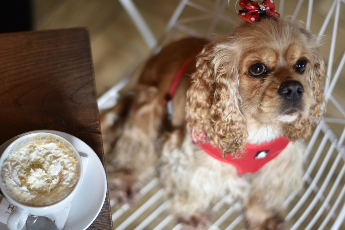 Perrito y café, una buena opción que ofrece Dog Café. Foto: Canva