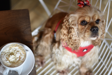 Llegará Dog Café a CDMX, adopta a un perrito mientras disfrutas de tu desayuno