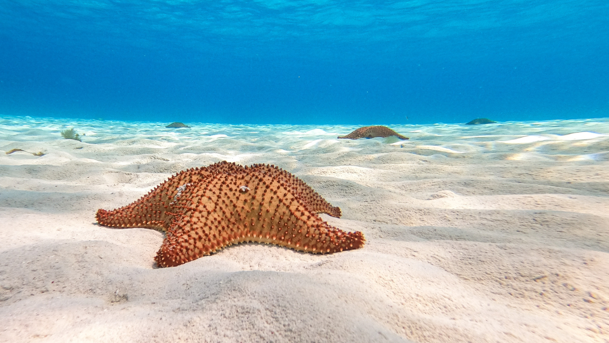 Esta playa es de aguas tranquilas y cristalinas Foto: Miguel Ángel García