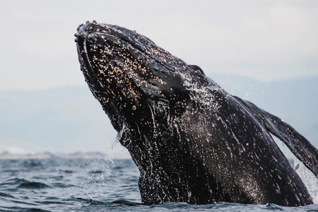 ¿Dónde y cuándo realizan el Festival de la Ballena Gris en Baja California Sur 2025?