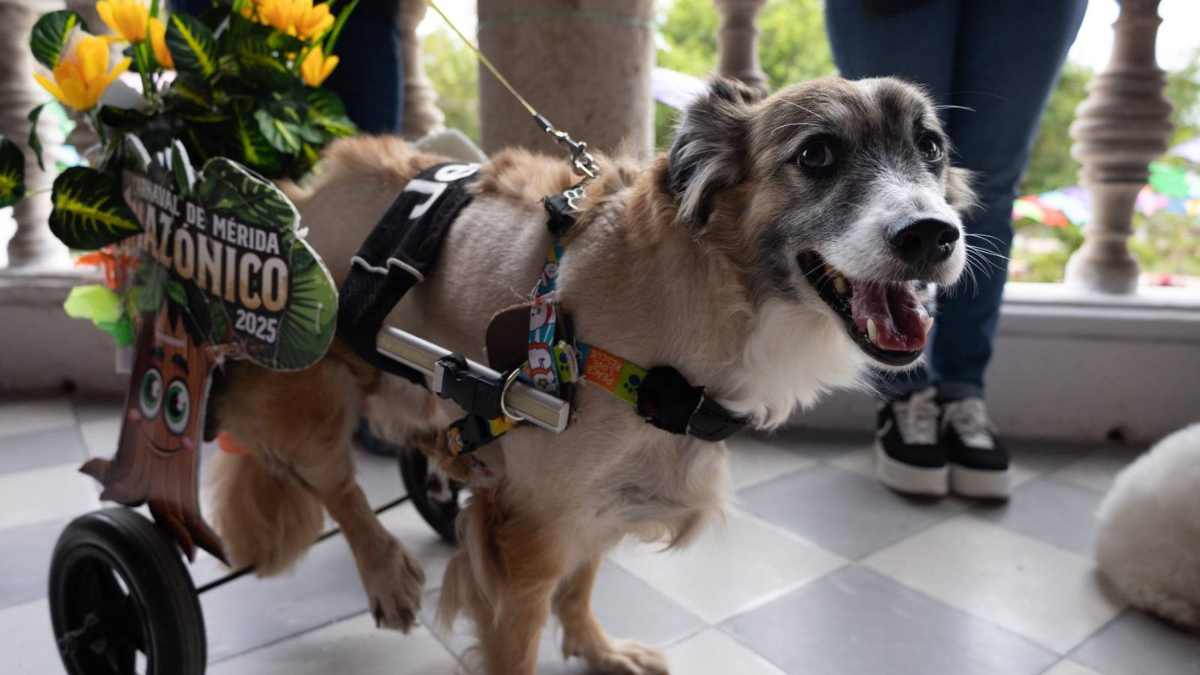 La Plaza Carnaval contará con una zona especial para las mascotas Foto: Ayuntamiento de Mérida