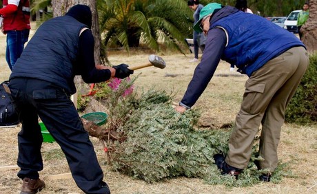 ¡Dale una nueva vida a tu árbol de Navidad! Lleva tu árbol a los Ecocentros