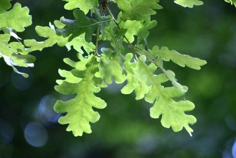 Descubre el árbol nativo de Nuevo León que crece rápido y soporta temperaturas extremas