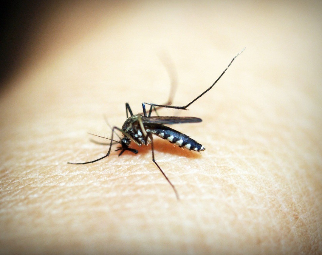 Un mosquito que al picar piel humana contagia el virus del Dengue. Foto: Canva.