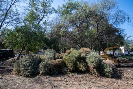 Monterrey inicia con acopio de pinos navideños naturales