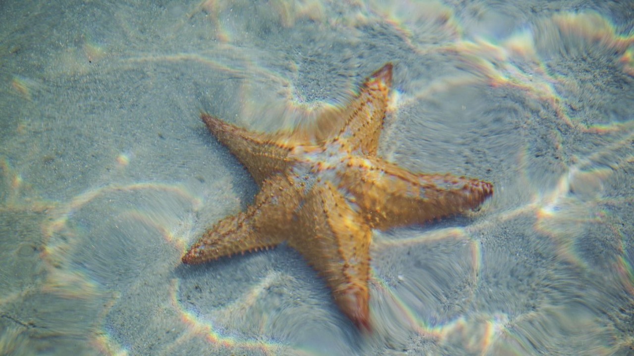 ¿Qué especies de estrellas de mar podemos encontrar en el Caribe?. Foto: Unsplash