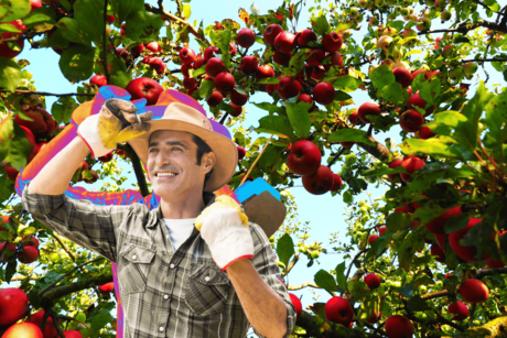 Manzana en Coahuila ¿Qué es lo que hace a Arteaga la tierra ideal para su cultivo?