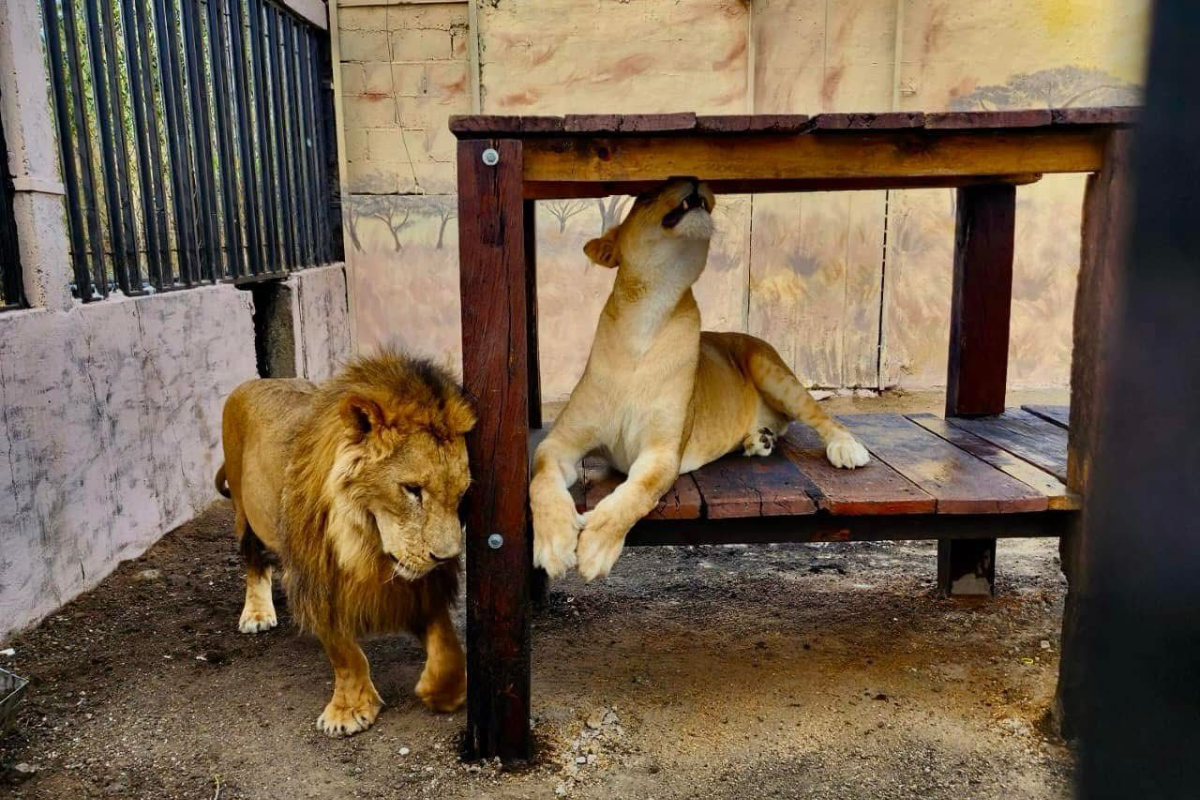 Una leona adulta atacó y mató a su cuidador en un zoológico de Altamira. Foto: Axel Hassel