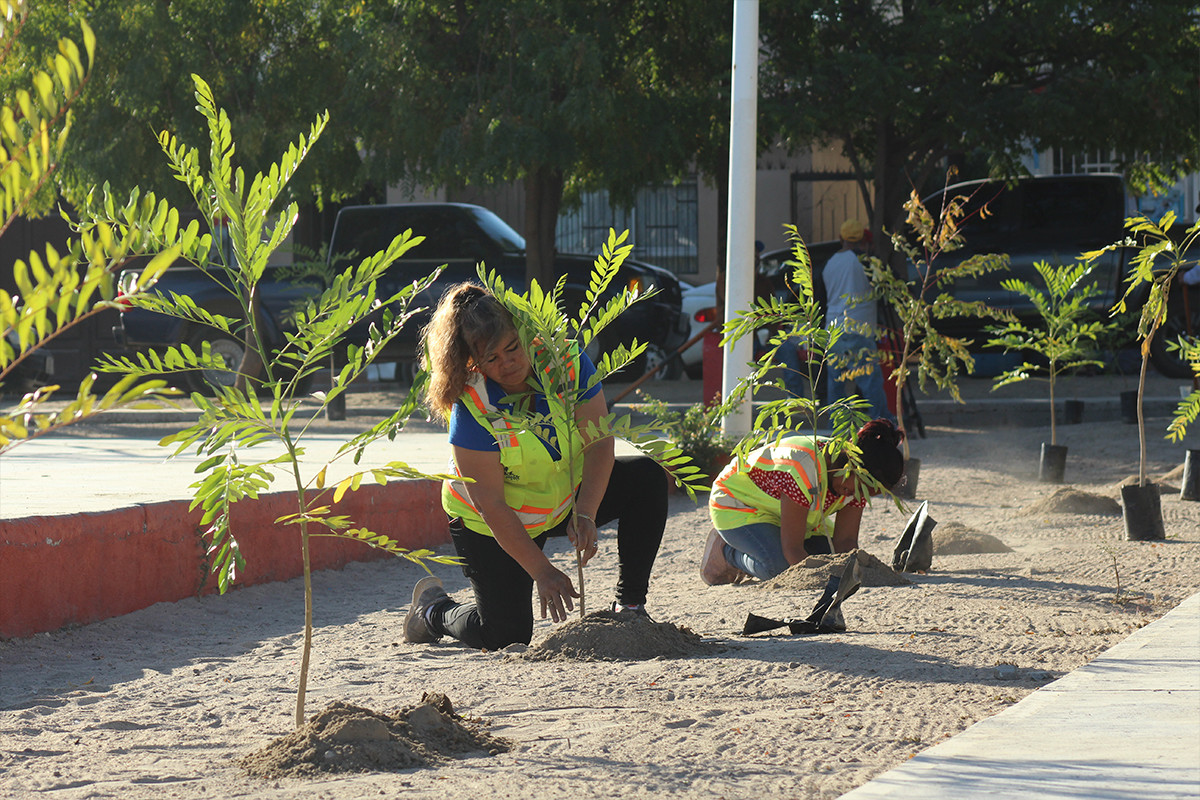 Más de 5 árboles fueron reforestados el año pasado, con aguas tratadas. Fotografías: Facebook de Servicios Públicos Municipales.