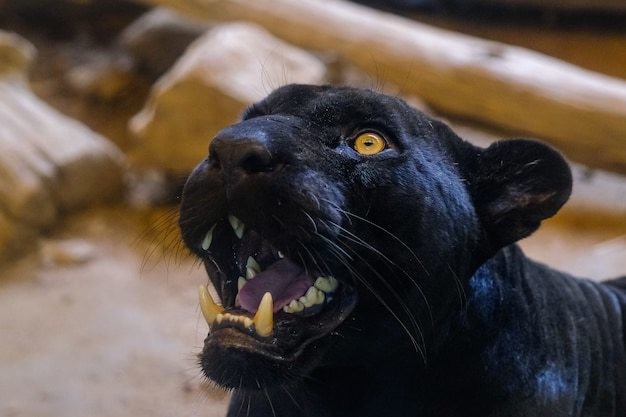 Las autoridades municipales activaron los protocolos ante la presencia del felino. Imagen: Freepik