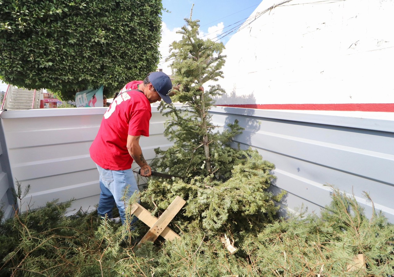 Persona en centro de acopio de árbol de Navidad. Foto: @GobNeza