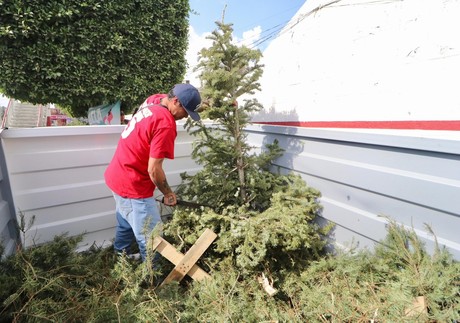 ¿No sabes qué hacer con tu árbol de Navidad? Ubica los centros de acopio en CDMX