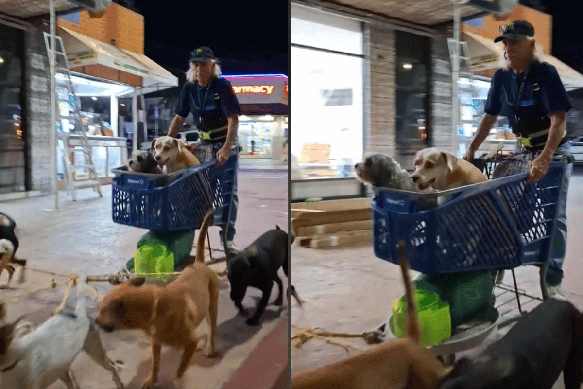 Don Gilbardo pasea a sus perros rescatados por la ciudad. Foto: Redes sociales