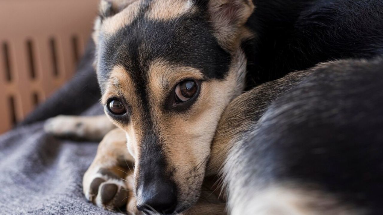 Los vecinos señalan que el animal era abandonado a su suerte por su dueño Foto: Freepic