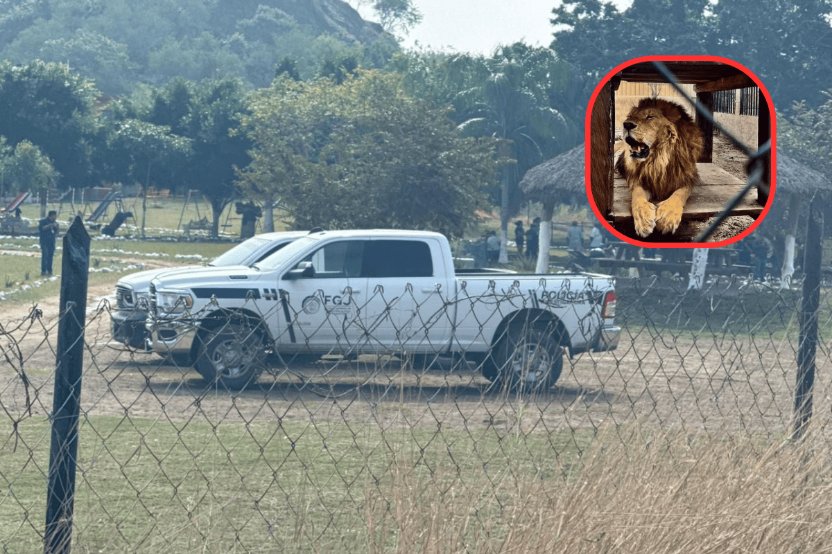 La mañana de este jueves, un ataque por parte de un león en el Parque Safari ubicado en el ejido Mata del Abra en Altamira, Tamaulipas, costo la vida de una persona. Foto: CANVA