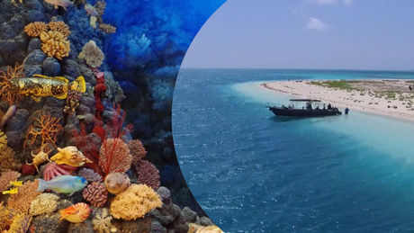 Arrecife Alacranes, historia y curiosidades de este parque nacional en Yucatán