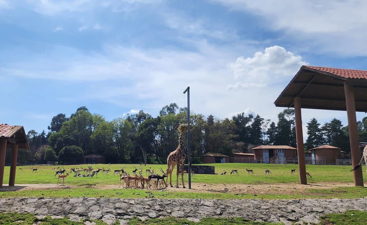 Zoológicos que puedes visitar este Día de Reyes en el Estado de México. Foto: Subsecretaría de Turismo del Gobierno del Estado de México