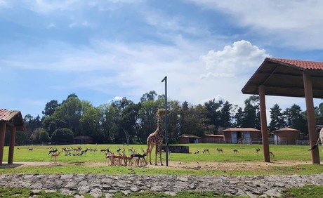 Zoológicos que puedes visitar este Día de Reyes en el Estado de México