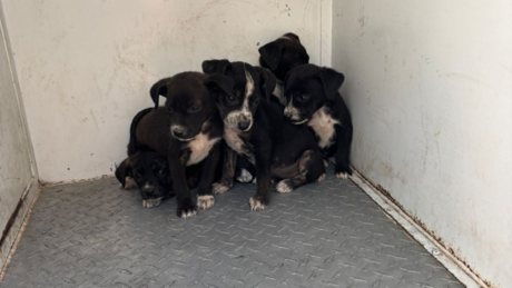 ¡Bravo! Rescatan a 9 cachorros maltratados en Huixquilucan