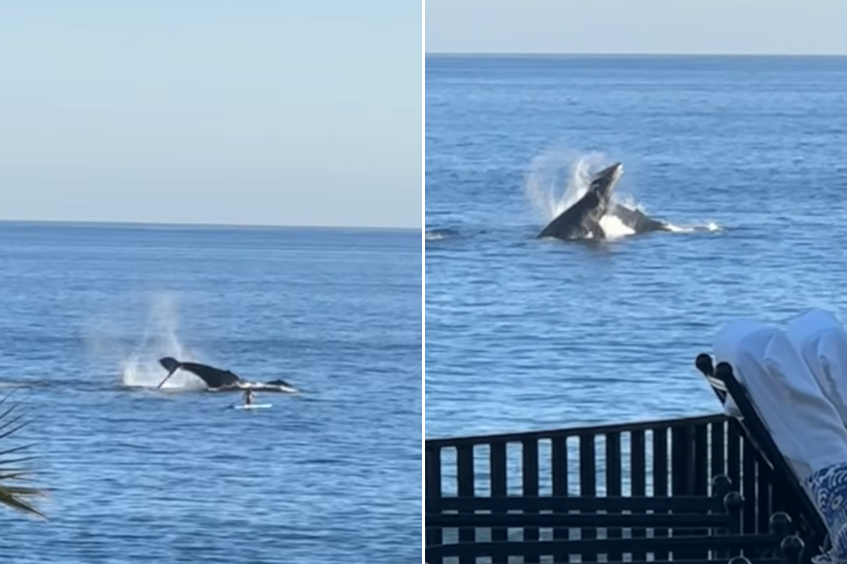 Ballenas grises en Baja California Sur. Foto:  @Milton_bartender / TikTok