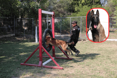 La conmovedora historia de un perro policía: de compañeros de trabajo a familia