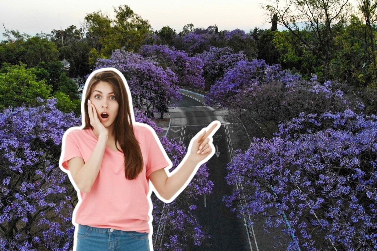 De fondo jacarandas en CDMX, persona sorprendida. Foto: @aleguilman/ Freepik