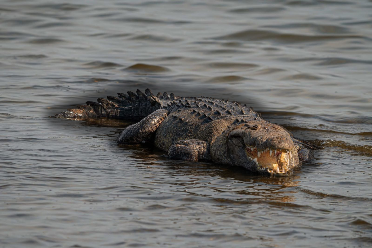 Los 'juanchos' son parte del paisaje urbano de Tampico. Foto: Axel Hassel