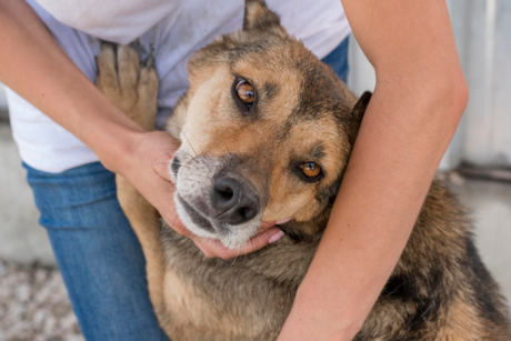 Centro de Bienestar Animal: ¿Qué se necesita para adoptar un perrito en situación de calle?