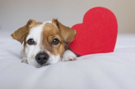 Perrito festejando el día de San Valentín. Foto: Freepik