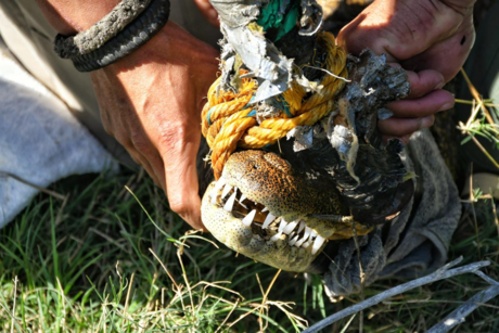 Cocodrilo es rescatado en el ejido El Olmo de Victoria ¿a dónde será reubicado?