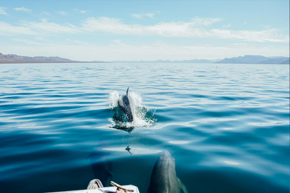 Avistamiento de delfines en las playas de Mulegé. Fotografías: Facebook de El Burro Baja Tours.