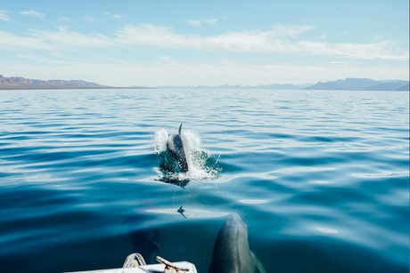 ¿Qué hacer en Mulegé? Pesca, esnórquel y mariscos, ¡descubre los mejores tours!