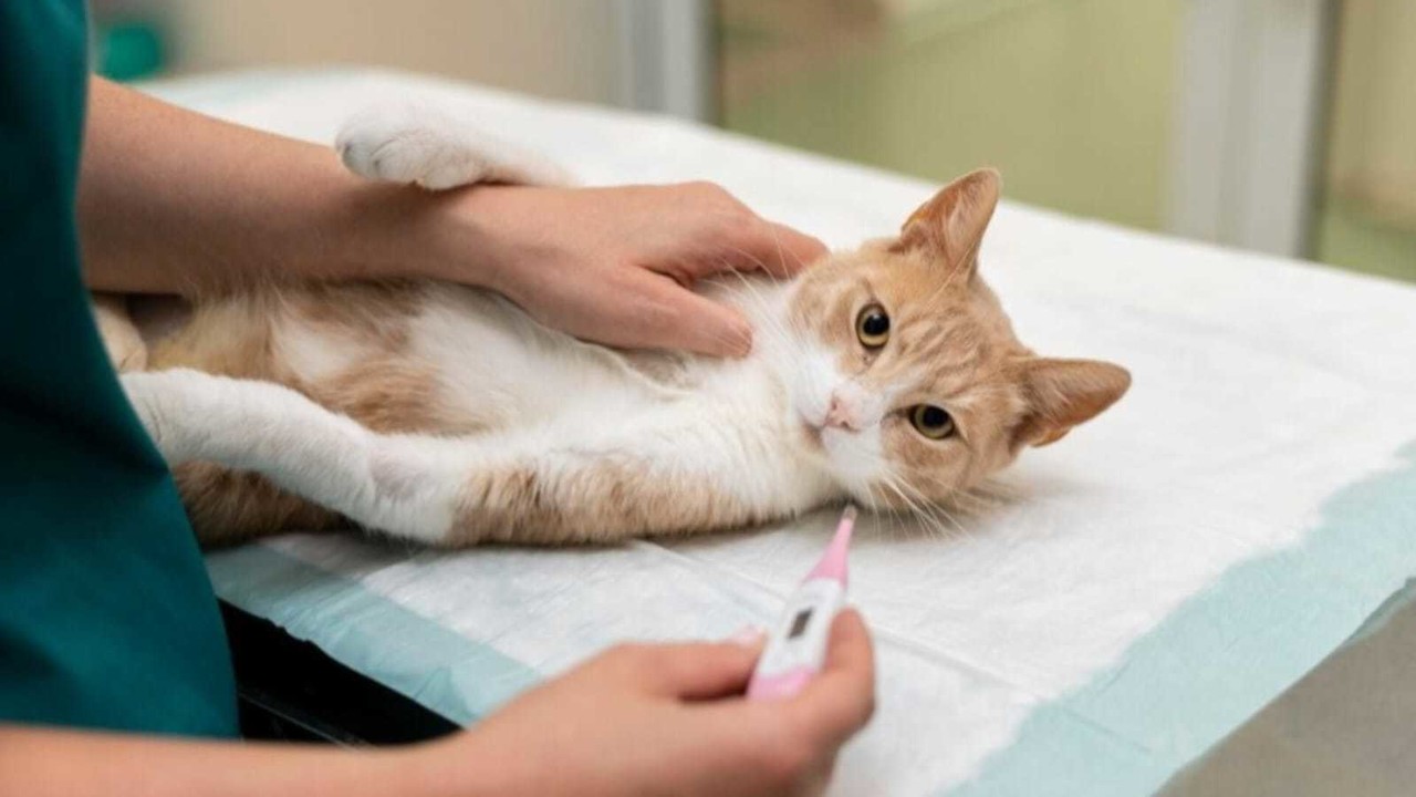 Gato en veterinario. Foto: Freepik.