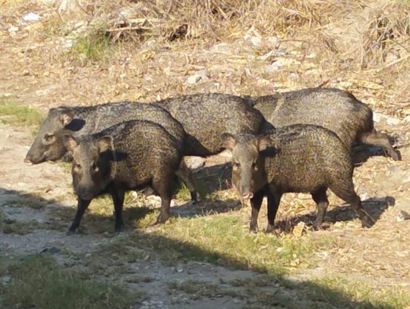 Pecaríes deambulando por algunas colonias. Foto: Redes Sociales