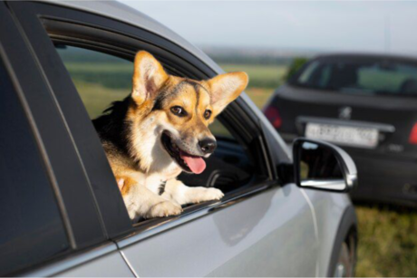 Multa por llevar a tu perro en la ventana del coche: todo lo que tienes que saber