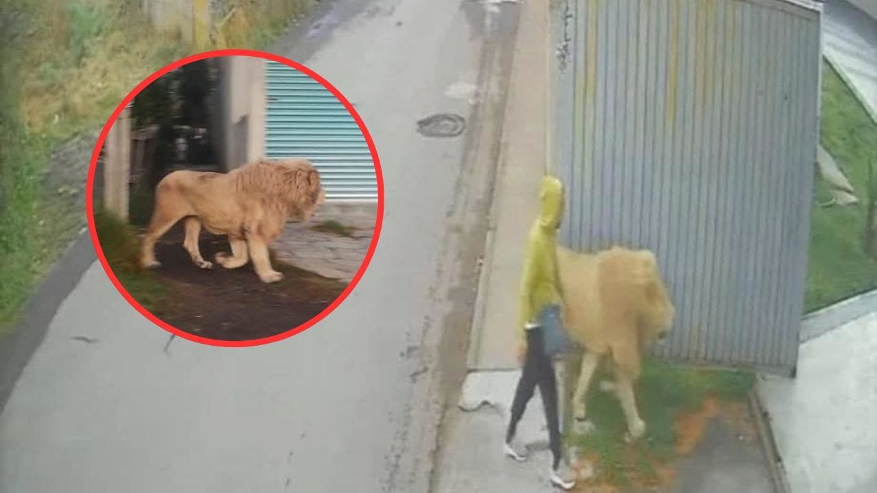 VIDEO | León pasea por calles de Ocoyoacac, lo ubican en avenida Lerma. Foto: Mario C. Rodríguez