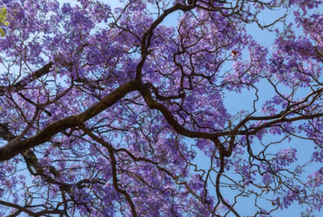 5 parques de CDMX donde puedes dsifrutar y apreciar jacarandas