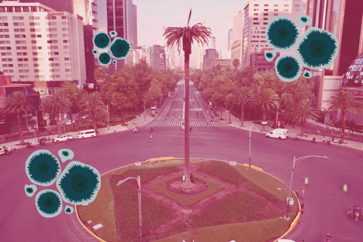 De fondo palmera de CDMX con 'pudrición rosa', ilustraciones de hongo. Foto: SEDEMA | Canva