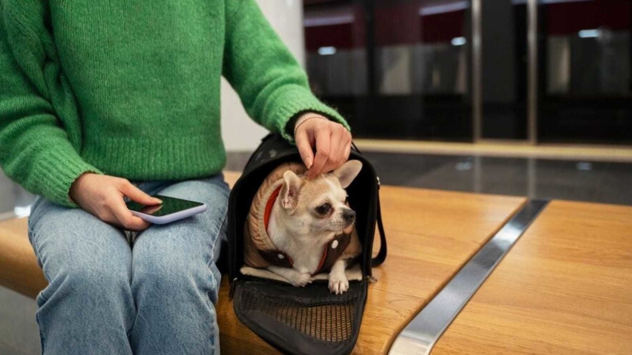 Perrito en bolso de viaje. Foto: Freepik