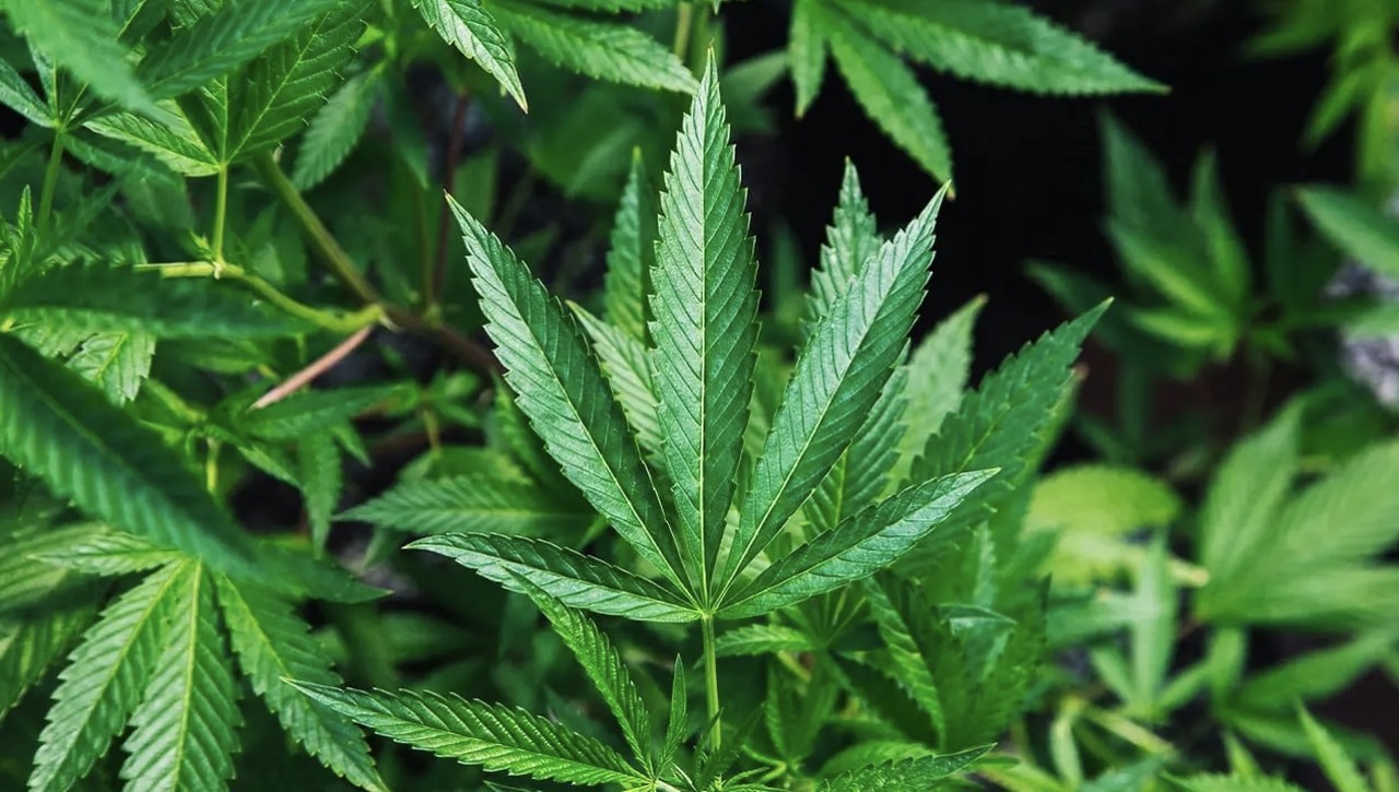 El cannabis, también conocido como marihuana, es una planta herbácea que se utiliza tanto con fines recreativos como medicinales.Foto: Proloquio/Archivo