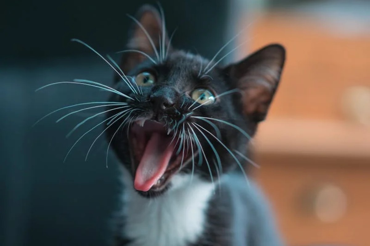 Gato con rabia Foto: Pexels
