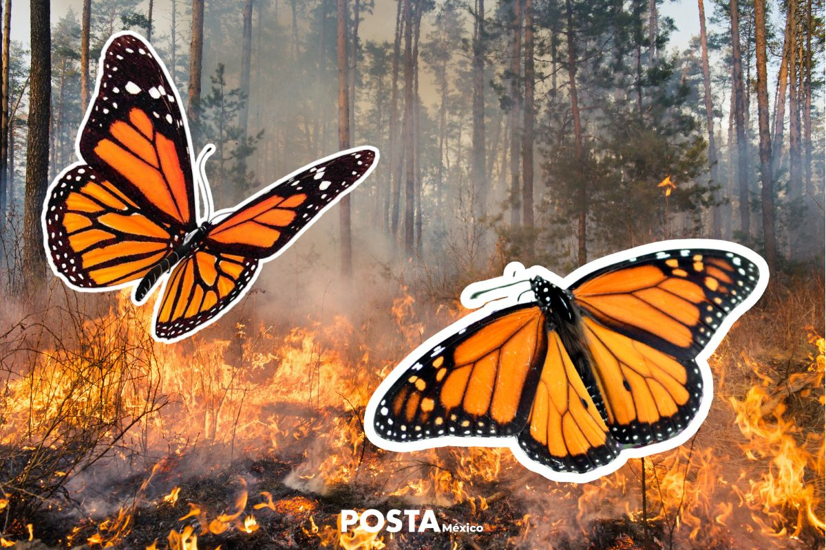 Mariposas monarcas incendio. Foto tomada de: POSTA MÉXICO.