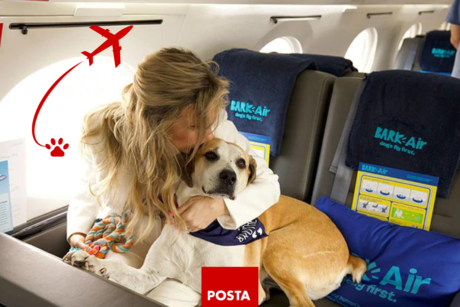 Aerolínea para perritos; es una realidad viajar en avión con tu mascota
