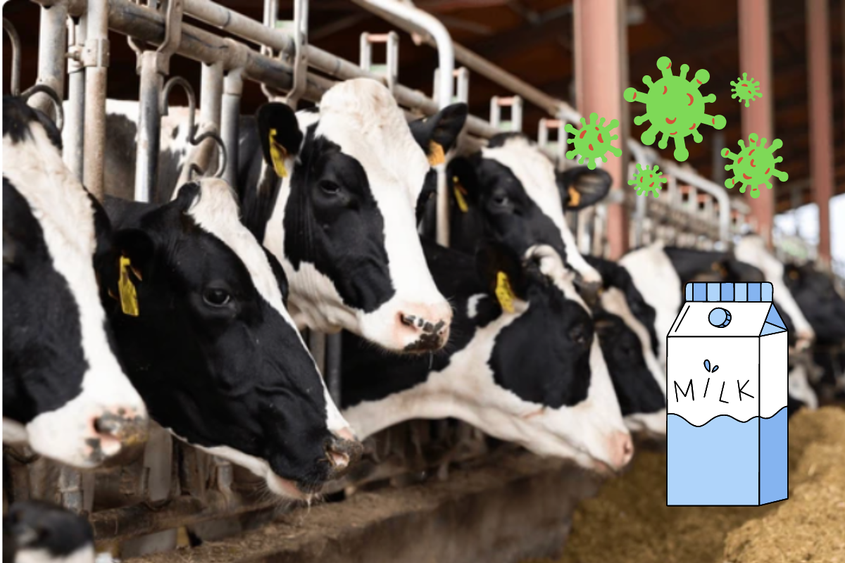 Vacas en granja junto a imágenes de virus y un envase de leche. Foto: Especial